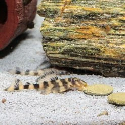 JBL ProNovo Pleco Wafer XL 250ml 9 JBL ProNovo Pleco Wafer XL 250ml -Hundefutter Geschäft 1028939 jbl pronovo pleco wafer xl 250ml 1028939 4 p