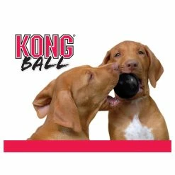 KONG Hundespielzeug Extreme Ball M/L 8cm -Hundefutter Geschäft 5180132 kong hundespielzeug extreme ball m l 8cm 5180132 3 p