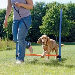 KONG Activity Agility Hürde -Hundefutter Geschäft 5419748 activity agility hurde 5419748 6