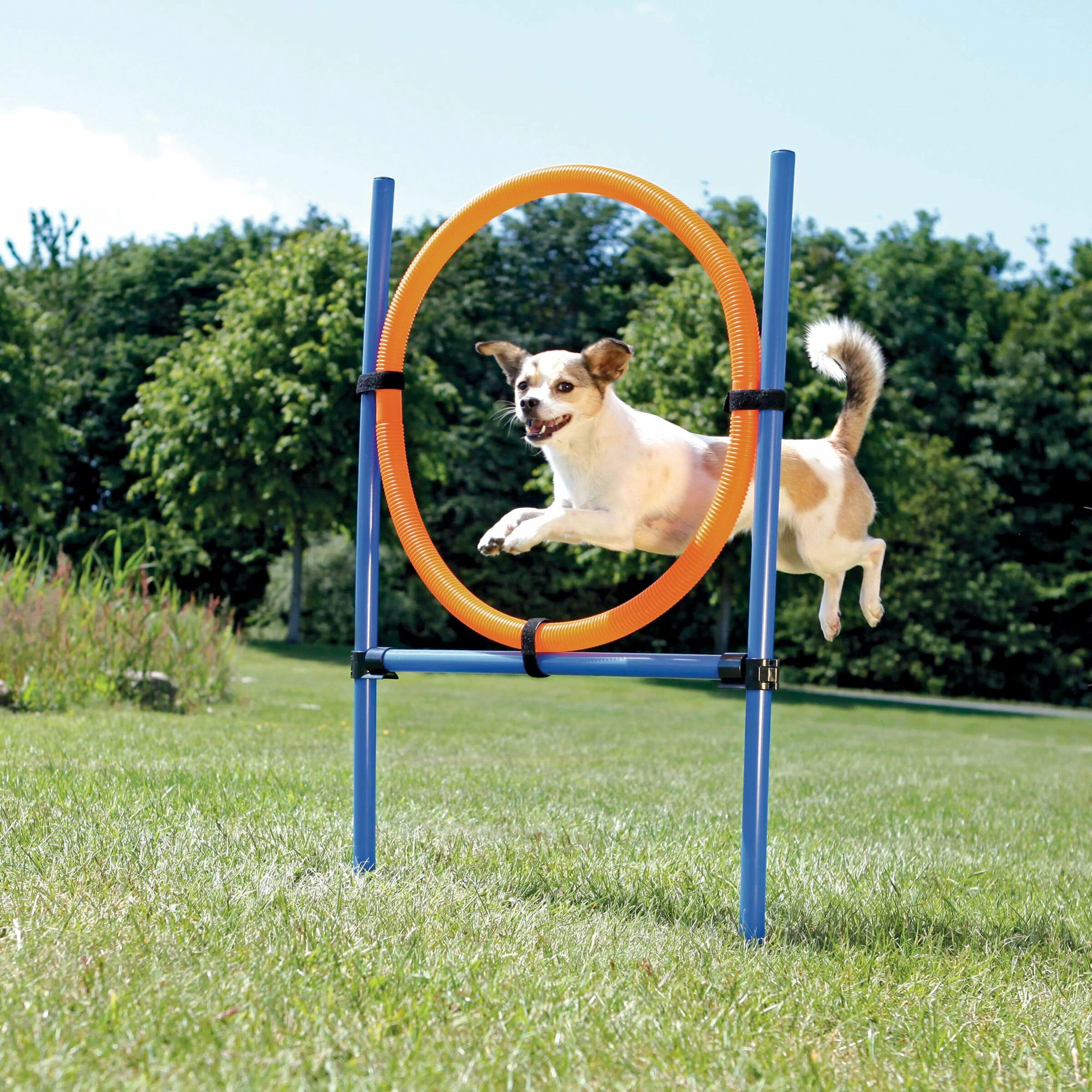KONG Dog Activity Agility Ring 3 KONG Dog Activity Agility Ring