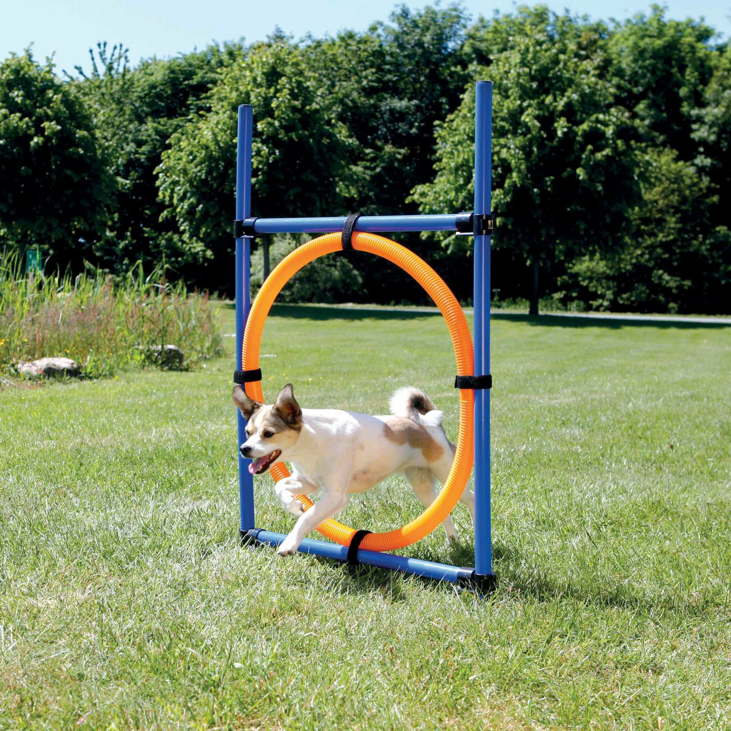 KONG Dog Activity Agility Ring 4 KONG Dog Activity Agility Ring – Bild 2