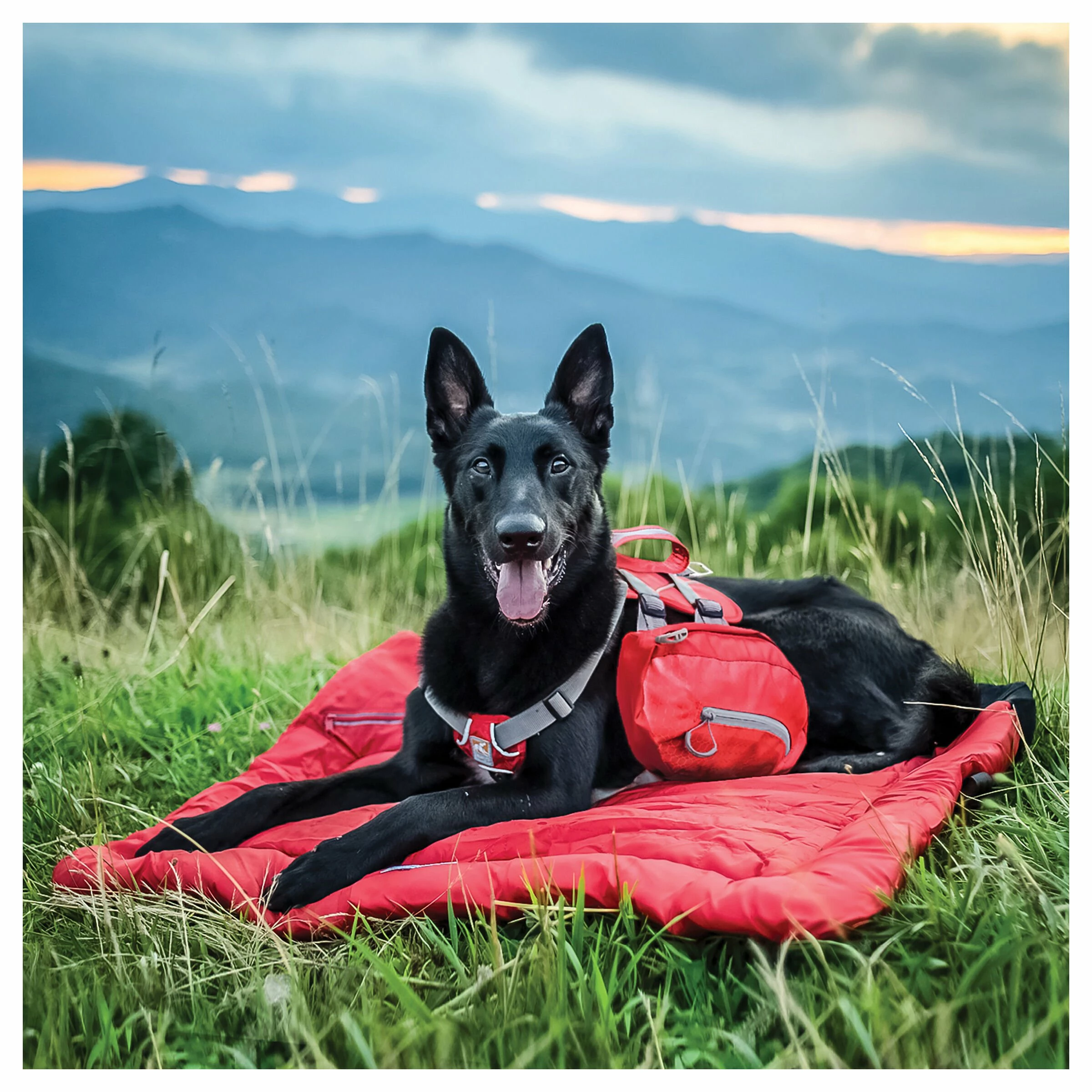 Kurgo Hunderucksack Big Baxter Rot 12 Kurgo Hunderucksack Big Baxter Rot – Bild 10