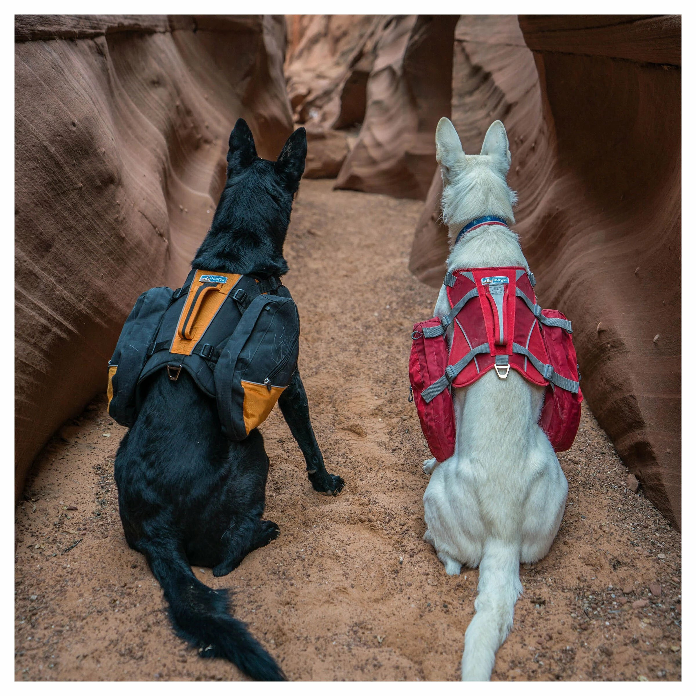 Kurgo Hunderucksack Big Baxter Rot 6 Kurgo Hunderucksack Big Baxter Rot – Bild 4