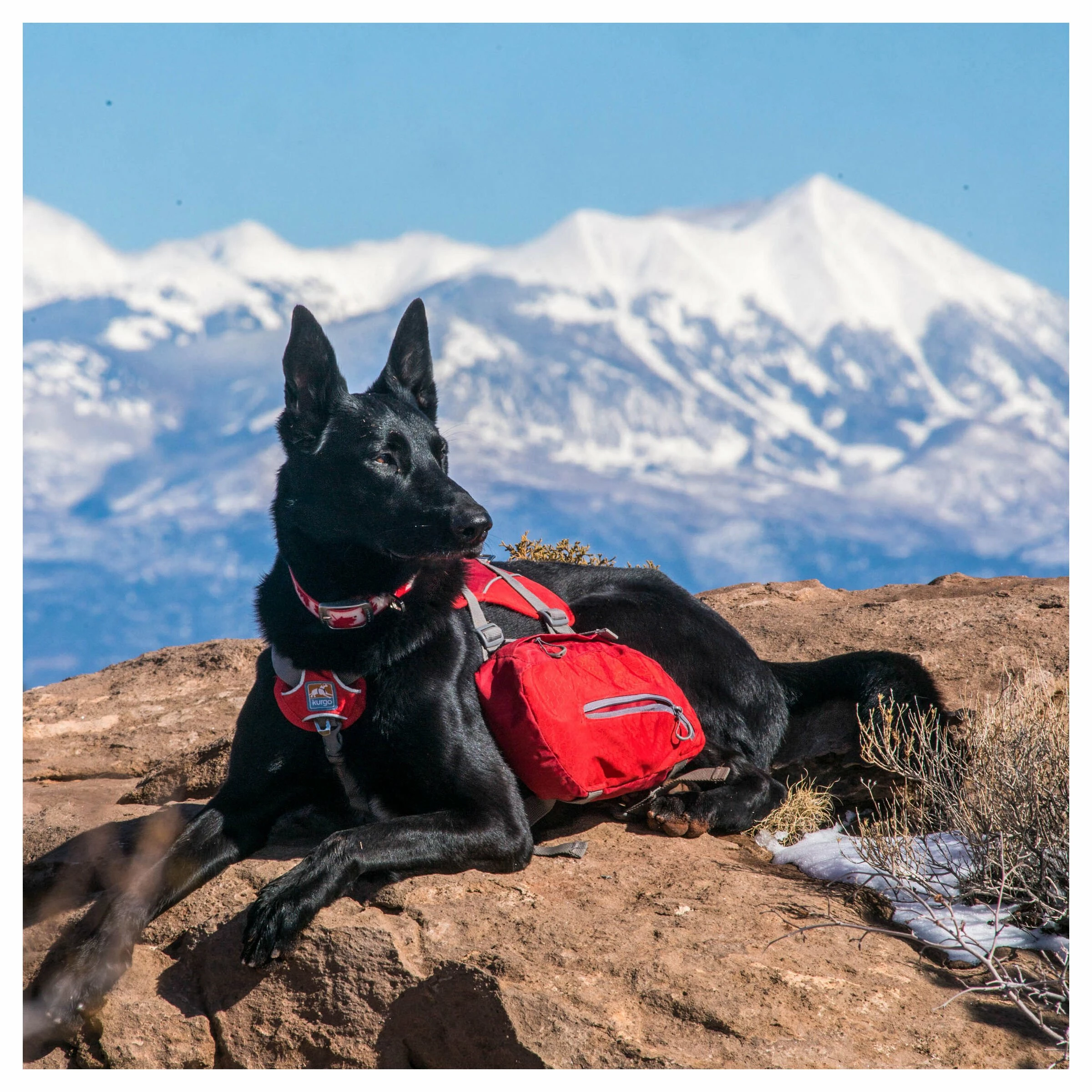 Kurgo Hunderucksack Big Baxter Rot 10 Kurgo Hunderucksack Big Baxter Rot – Bild 8