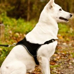 Grossenbacher Ausbildungsgeschirr Guide -Hundefutter Geschäft g2938693 grossenbacher ausbildungsgeschirr guide 5413900 1 s p