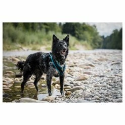 Grossenbacher Brustgeschirr Dogs Fun Run Türkis 7 Grossenbacher Brustgeschirr Dogs Fun Run Türkis -Hundefutter Geschäft g3549192 grossenbacher brustgeschirr dogs fun run turkis 5413989 3 p