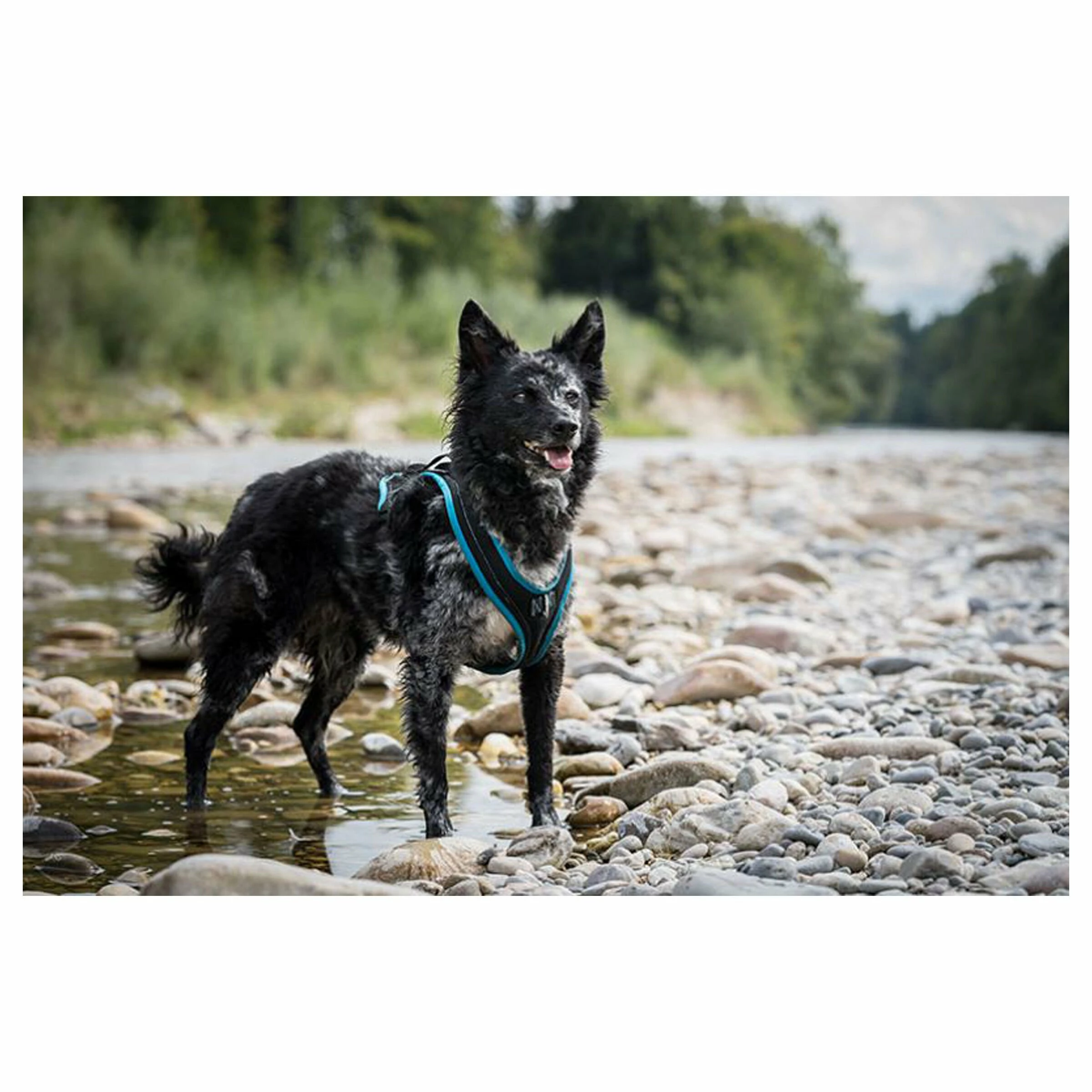 Grossenbacher Brustgeschirr Dogs Fun Run Türkis 5 Grossenbacher Brustgeschirr Dogs Fun Run Türkis – Bild 3