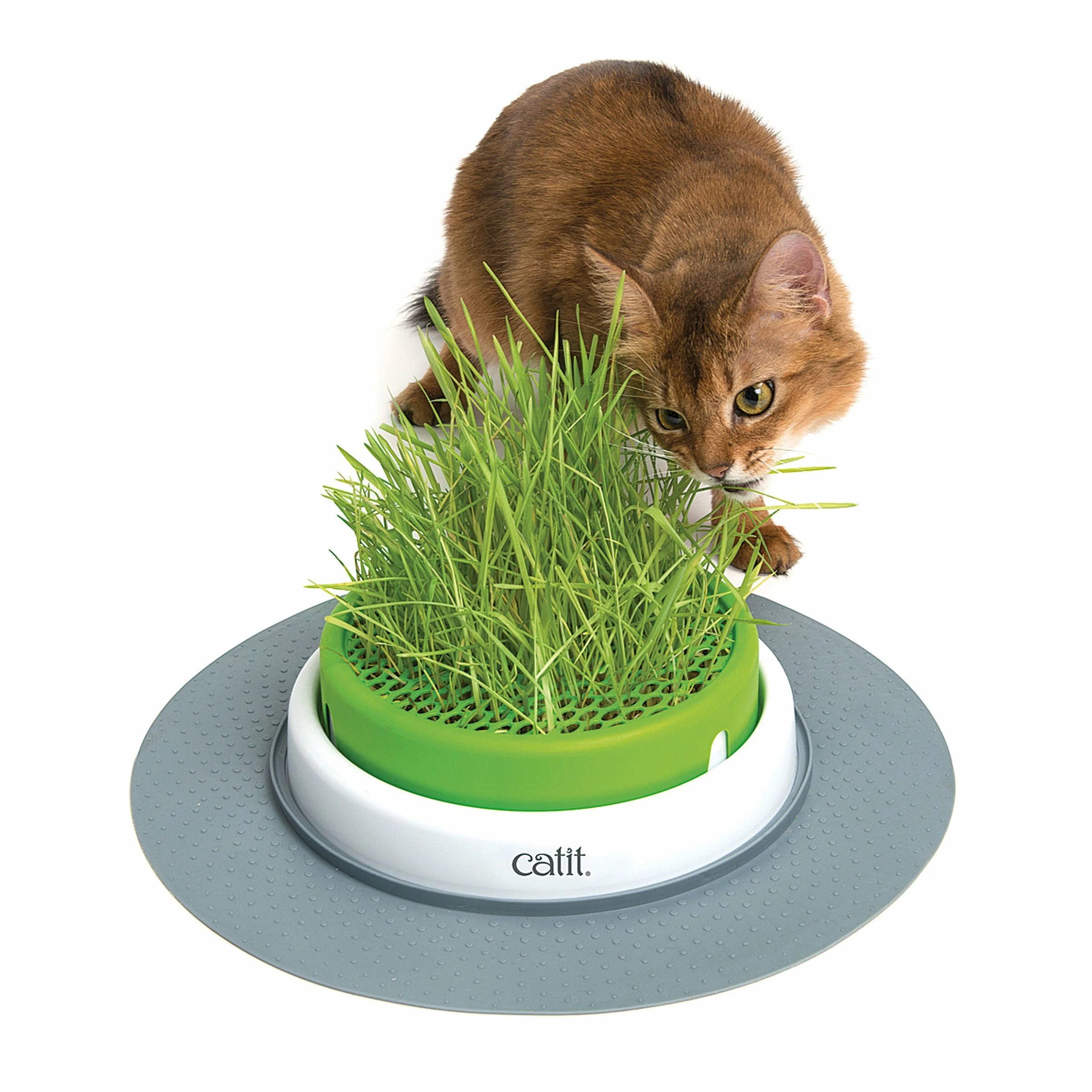 Catit Senses 2.0 Grass Planter 3 Catit Senses 2.0 Grass Planter